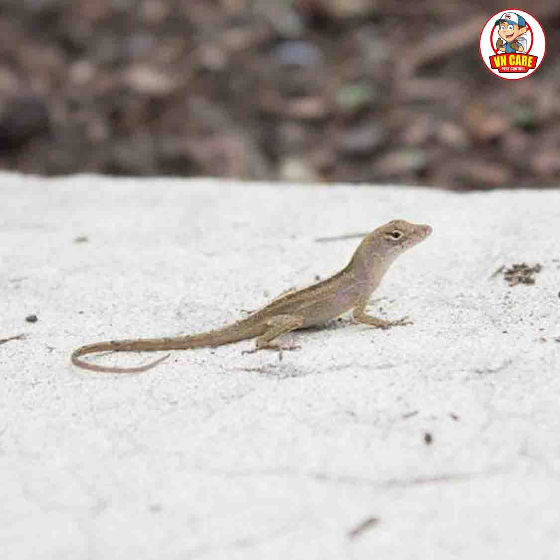 lizard control